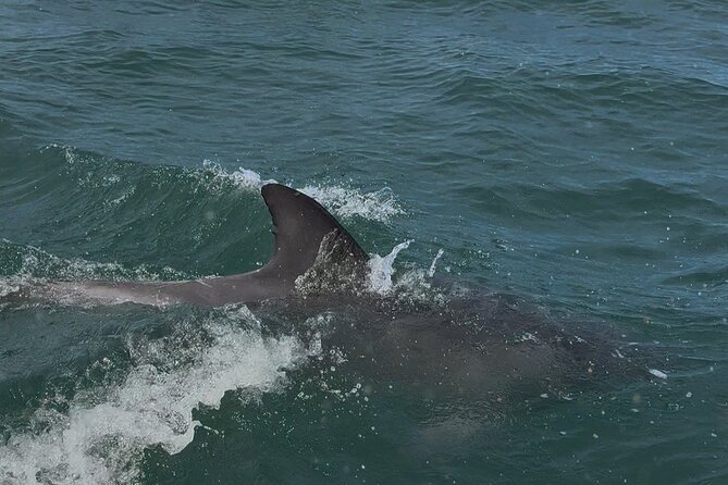 Jervis Bay and Shoalhaven South Coast NSW Private Tours - Final Thoughts: Is It Worth It?