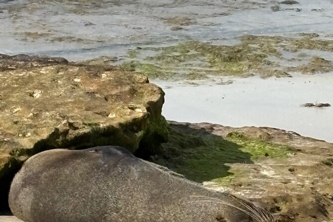 Jervis Bay and Shoalhaven South Coast NSW Private Tours - Who Is This Tour Best For?