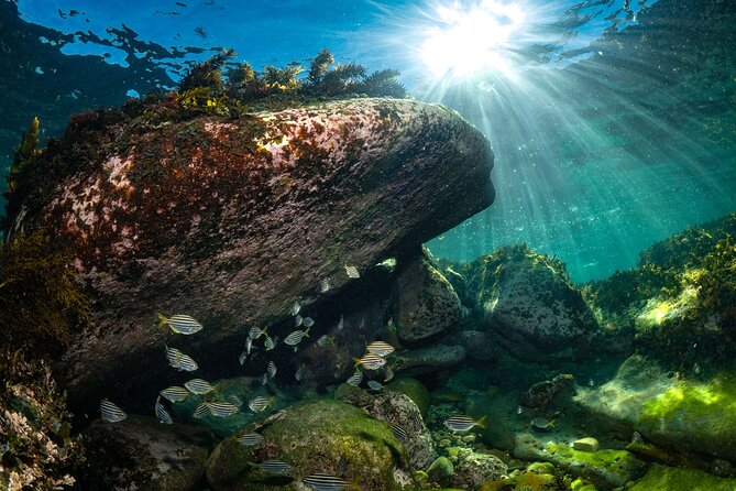 Guided Snorkeling Experience in Bondi - Overview of the Snorkeling Tour Experience