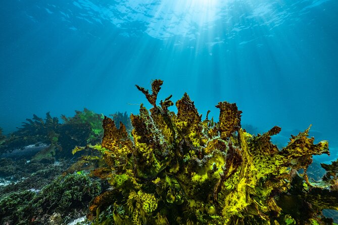 Guided Snorkeling Experience in Bondi - The Sum Up: Why This Tour Is a Great Choice