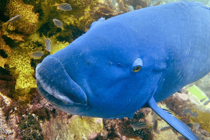 Guided Snorkeling Experience in Bondi - Practical Details for Planning Your Snorkeling Adventure