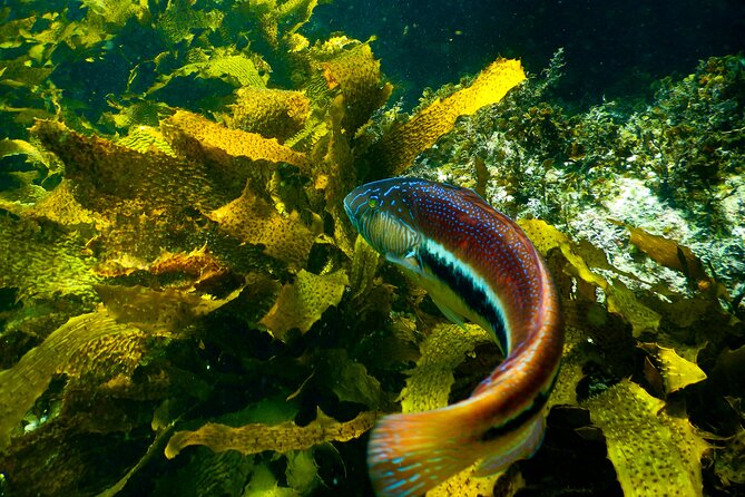 Guided Snorkeling Experience in Bondi - Authentic Insights from Reviewers