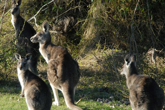 Walking with Wild Kangaroos Private Half-Day Trip from Sydney - A Closer Look at What to Expect