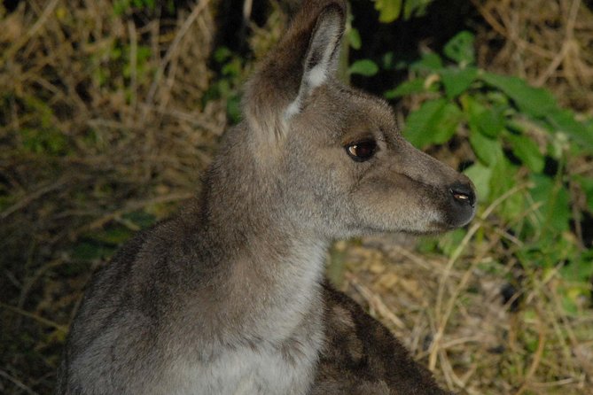 Walking with Wild Kangaroos Private Half-Day Trip from Sydney - Key Points
