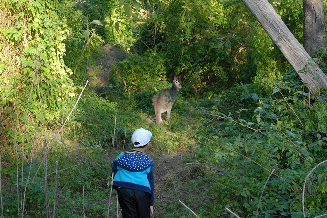Walking with Wild Kangaroos Private Half-Day Trip from Sydney - The Sum Up