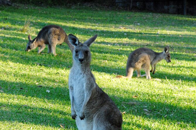 Walking with Wild Kangaroos Private Half-Day Trip from Sydney - Walking with Wild Kangaroos Private Half-Day Trip from Sydney
