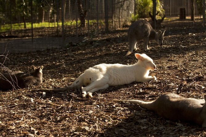 Private Small Group Tour in Blue Mountains - Pricing and Value