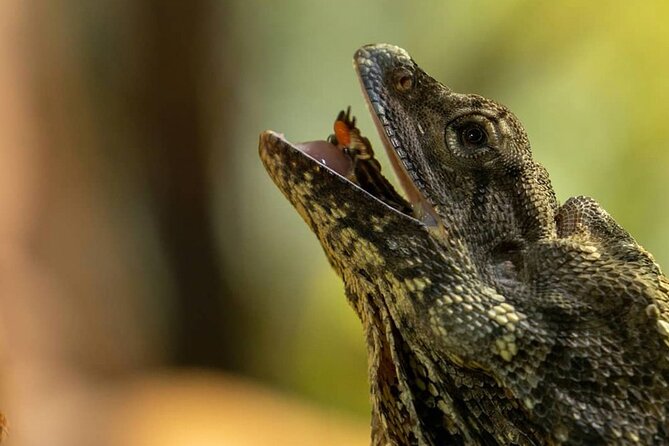 Featherdale Wildlife Park with Exclusive Private Transfers - The Itinerary: What to Expect