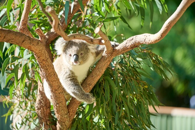 Kiama & Kangaroos - Sydney South Coast Escape Private Tour - Driving Scenic Routes and Iconic Bridges