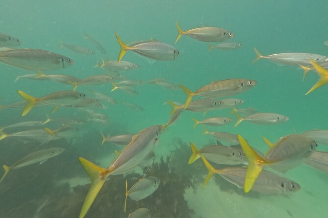 One on One Snorkel Experience - The Sum Up