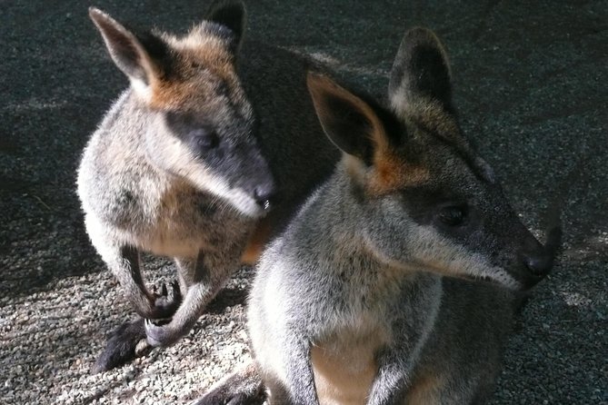 Private Guided Tour from Sydney to Blue Mountains National Park - The Value of a Private Tour