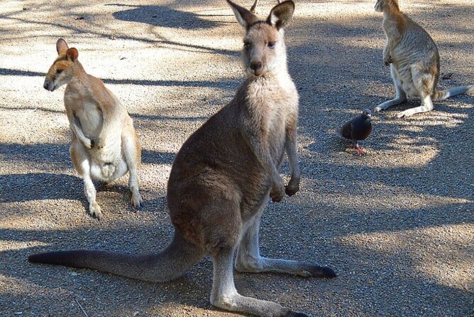 Blue Mountains Sunset Tour | See Kangaroos & Koalas (Private Tour) - Key Points