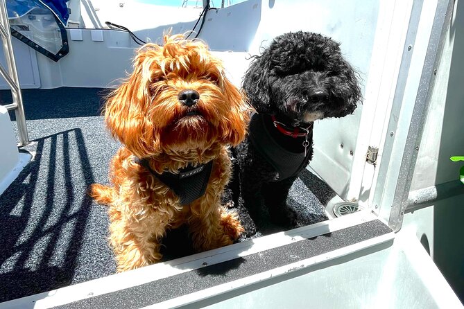 Dogs on Deck Harbour Cruise - Good To Know