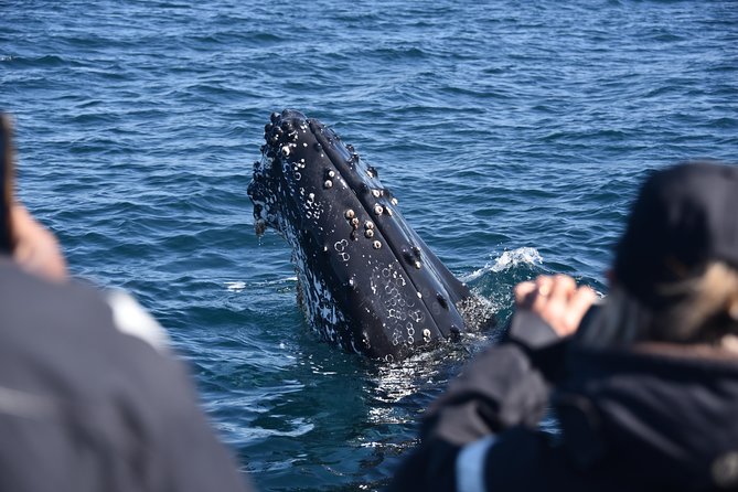 Sydney Whale-Watching by Speed Boat - The Sum Up: Who Should Consider This Tour?