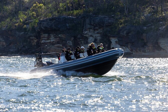 Sydney Whale Watching on Small RIB - Why This Tour Offers Great Value