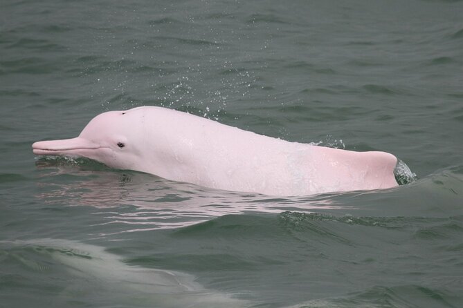 Hong Kong: Lantau Island & Tai O Cruise, Skip The Line Cable Car - Analyzing the Value and Experience