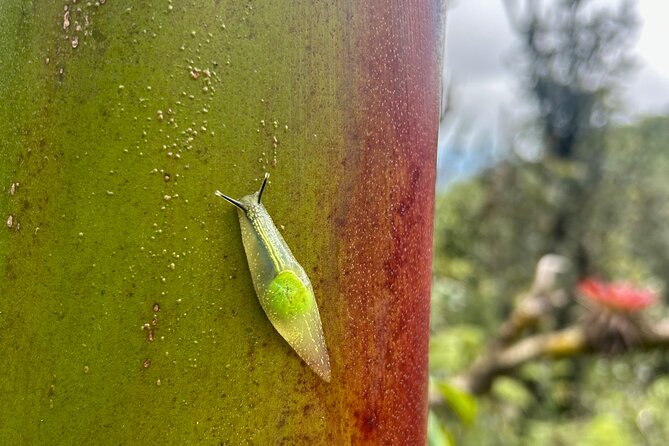 Explore El Yunque National Forest Guided Nature Adventure - Who Should Consider This Tour?