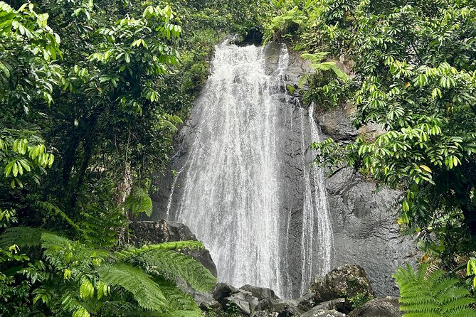 Explore El Yunque National Forest Guided Nature Adventure - The Sum Up