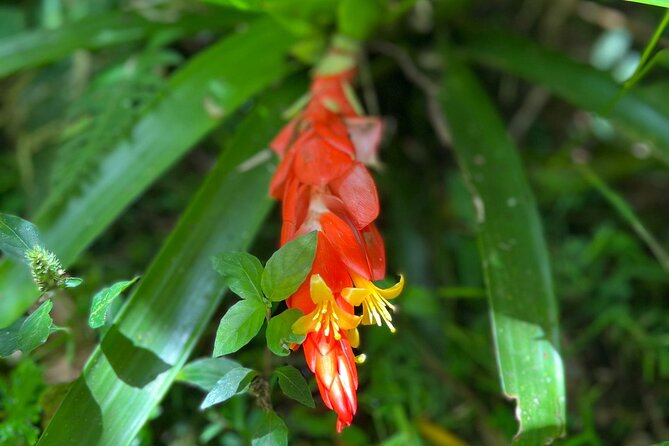 Explore El Yunque National Forest Guided Nature Adventure - FAQ
