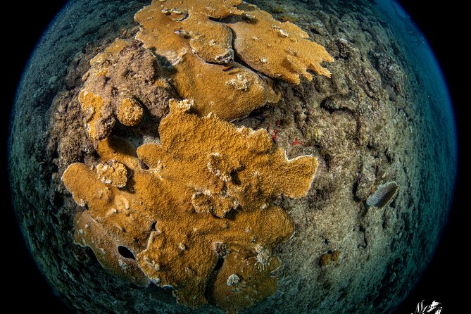 Experience Scuba - The Value and Pricing