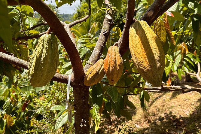Cacao Walking Tour in Puerto Rico - The Sum Up