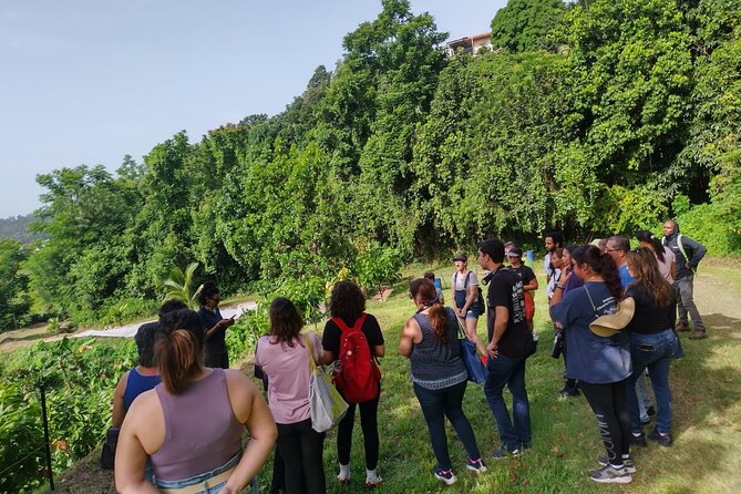 Cacao Walking Tour in Puerto Rico - FAQ