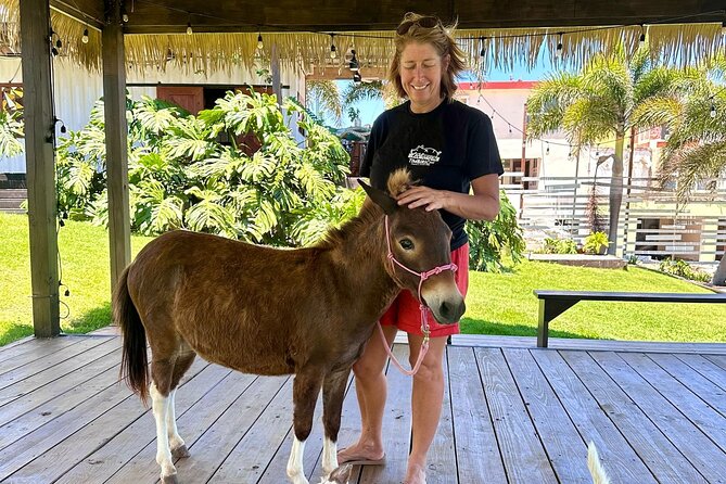 Guided Hike with Miniature Donkeys to a Secluded Beach - A Deep Dive Into the Experience