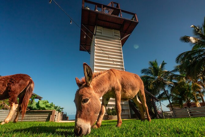 Guided Hike with Miniature Donkeys to a Secluded Beach - FAQs