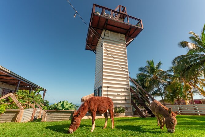 Guided Hike with Miniature Donkeys to a Secluded Beach - Practical Tips for Your Hike