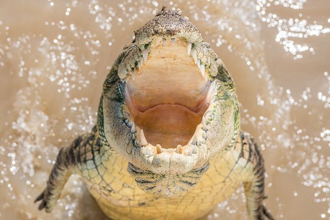 1 Hour Jumping Crocodile Cruise on the Adelaide River - FAQs