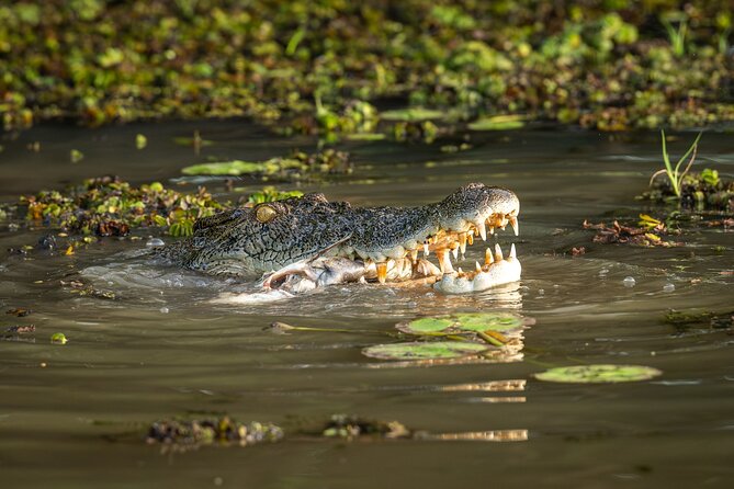 Spectacular Jumping Crocodile Cruise with Darwin Transfer Bus - The Itinerary in Detail: What to Expect and Why It Matters