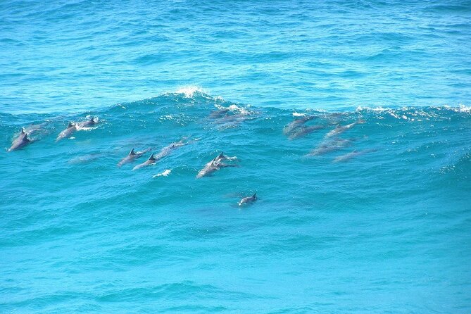 Island Pub Crawl with Lunch and High Speed Boat Tour in Brisbane - An In-Depth Look at the Tour