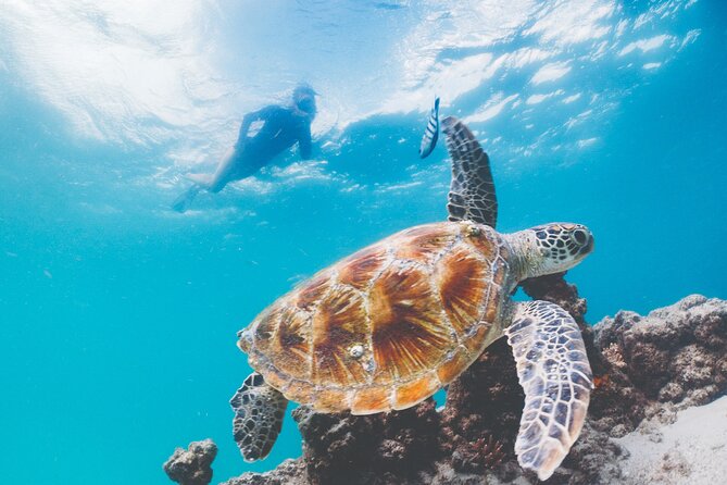 Adventure Moreton Island Scuba Dive Tour - Who Should Consider This Tour?