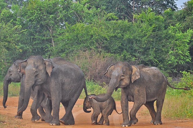 Udawalawe National Park Safari from Kalutara - An In-Depth Look at the Tour Experience