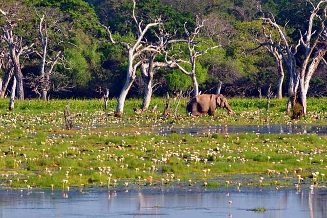 3 Nights 4 Days Private Sri Lanka Safari Tour with Star Hotel - What Makes This Tour Stand Out?