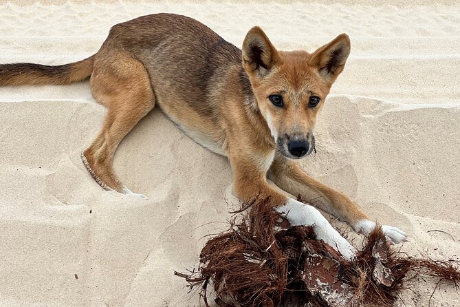 2 Day Kgari Fraser Island Small Group Camping Tour - FAQs