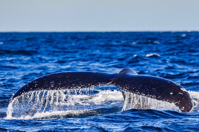 Swim with Whales Gold Coast - Key Points