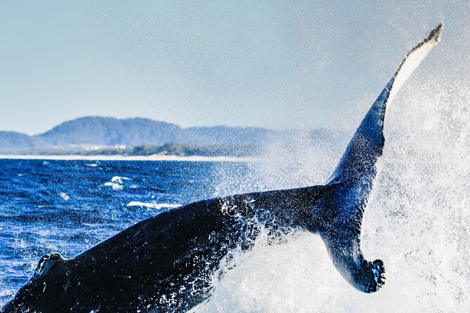 Swim with Whales Gold Coast - Frequently Asked Questions