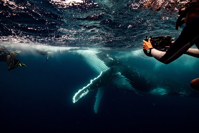 Swim with Whales Gold Coast - Swim with Whales Gold Coast: An In-Depth Review