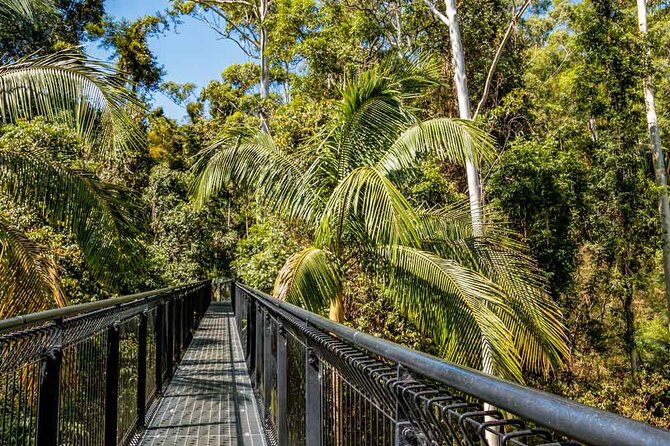 Tamborine Rainforest Skywalk + Hop on Hop off Bus - Exploring Tamborine Rainforest Skywalk + Hop on Hop off Bus: A Balanced Look