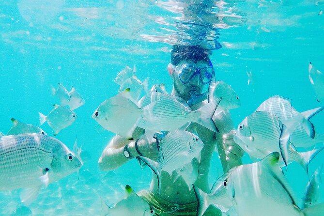 2-Hour Dolphin Kayak & Snorkel Tour on the Broadwater - Practical Tips for Participants