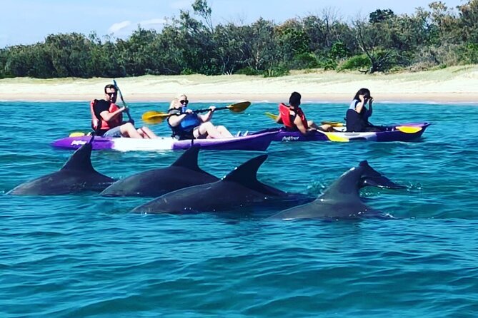 2-Hour Dolphin Kayak & Snorkel Tour on the Broadwater - A Closer Look at the Tour Experience