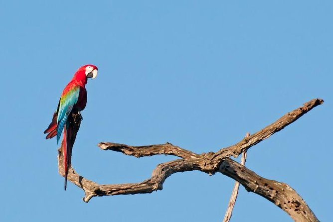6-Day Pantanal & Bonito Experience - Key Points