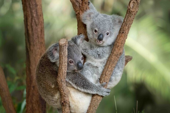Australia Zoo Transfer from Noosa and Sunshine Coast - An In-Depth Look at the Transfer Experience