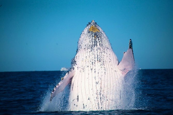 Australia Zoo Transfer from Noosa and Sunshine Coast - Practical Details and Tips