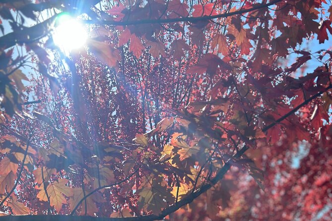 Adelaide Cruise Ship Private Tours - Price and Value