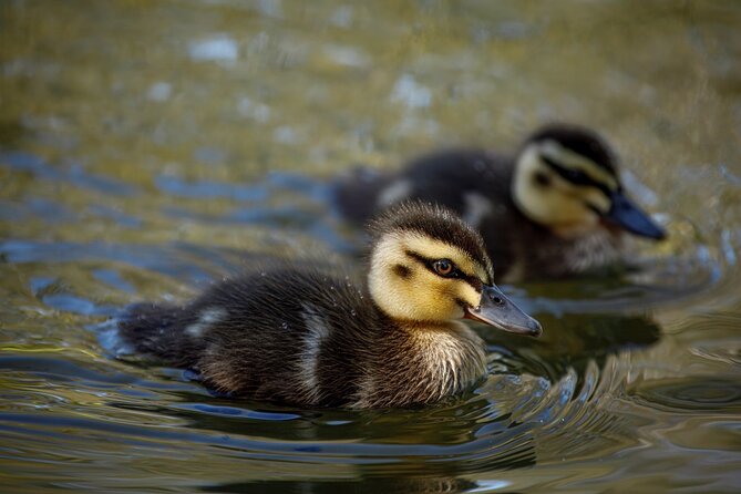 From Adelaide: Ultimate SA Birding & Nature Discovery Tour - A Closer Look at the Itinerary