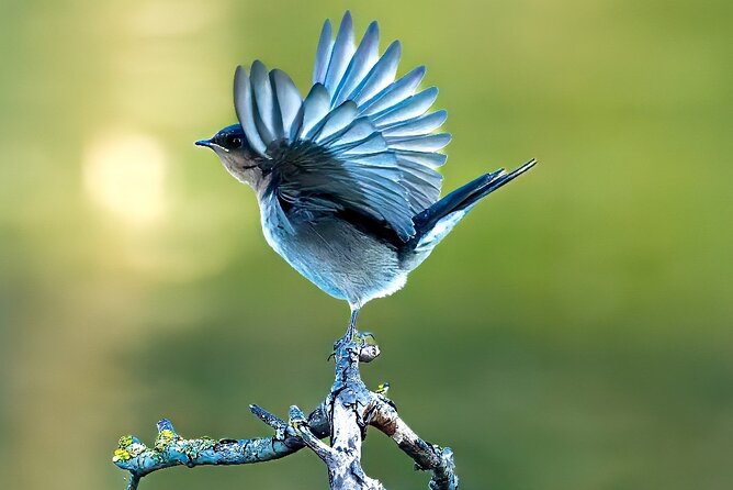 From Adelaide: Ultimate SA Birding & Nature Discovery Tour - Good To Know