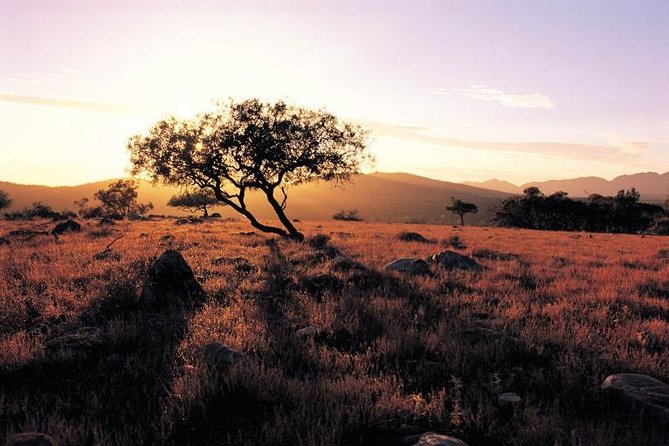 Adelaide to Coober Pedy 7-Day Small Group 4WD Eco Safari - A Detailed Look at the 7-Day Outback Adventure