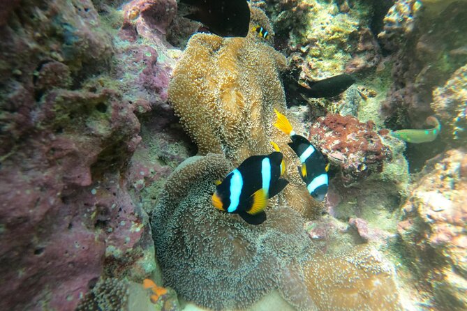 Lipe 8 Island Hopping and Snorkeling Shared Experience - Who Is This Tour Best For?